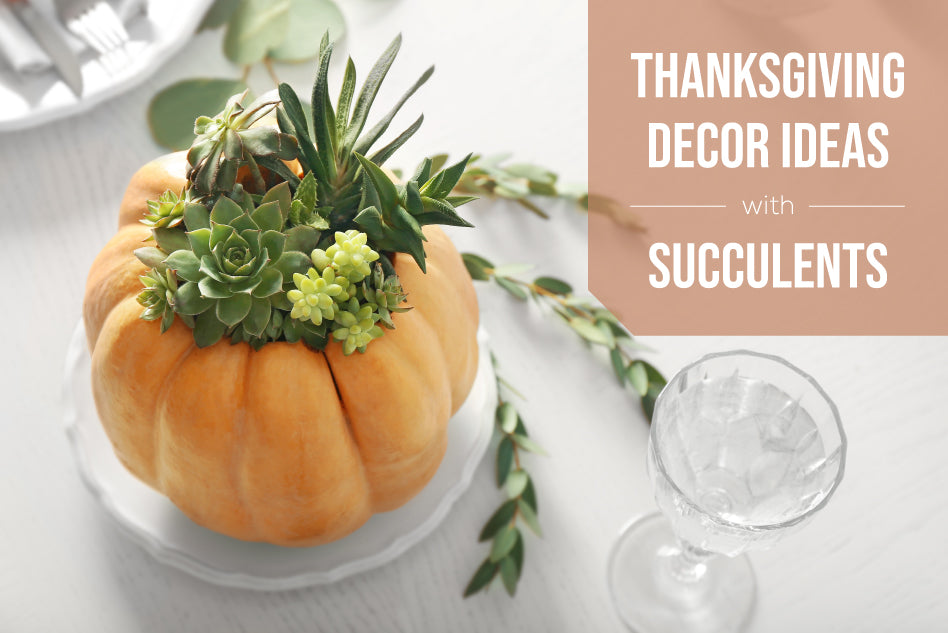 Thanksgiving Decor Ideas with Succulents, Succulents for Thanksgiving, Thanksgiving Gift Ideas, Thanksgiving Succulents Gift, Growing Succulents for Thanksgiving, Easter Succulents Gift Ideas