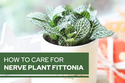 How to care for Nerve plant Fittonia