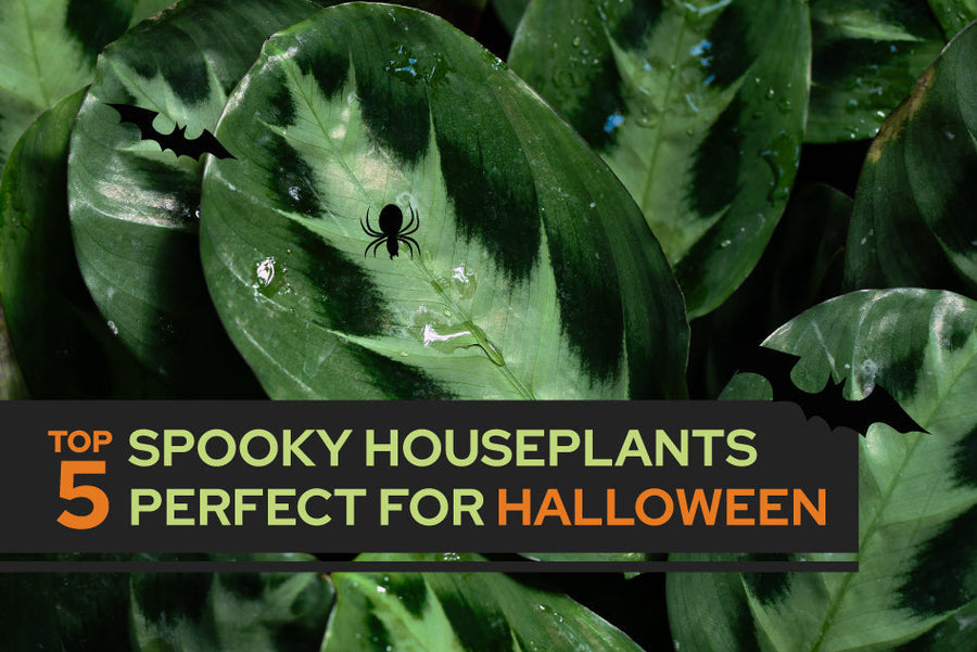 5 Spooky Houseplants Perfect for Halloween
