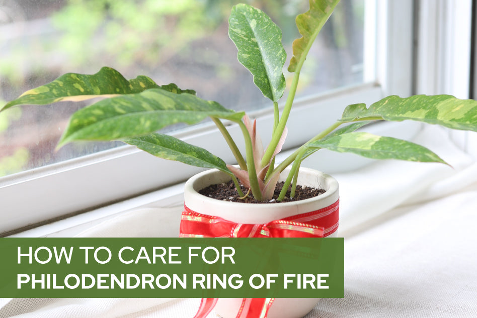 How to care for Philodendron Ring of Fire