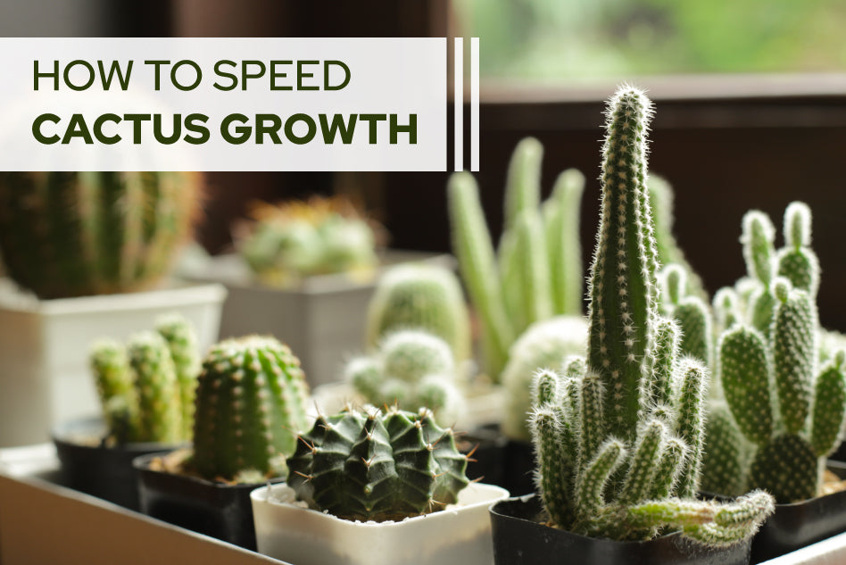 How to Speed Cactus Growth - Succulents Box