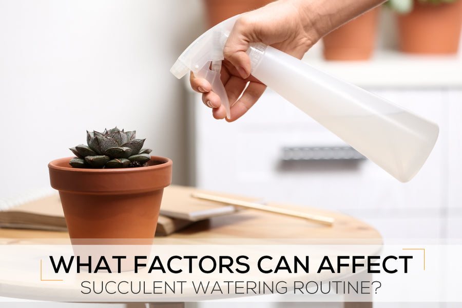 What factors can affect succulent watering routine?