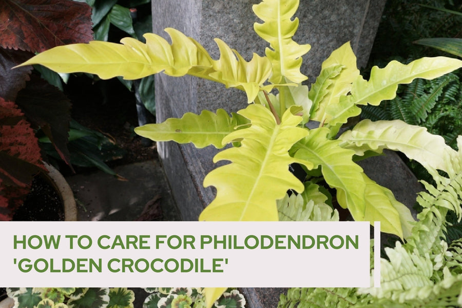 How to Care for Philodendron 'Golden Crocodile'