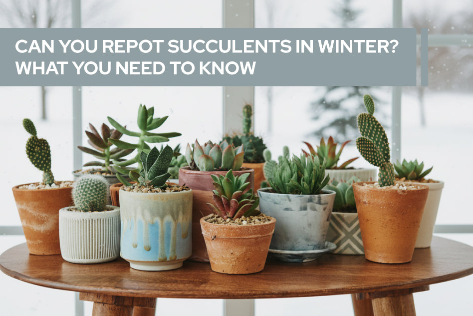 Can You Repot Succulents in Winter? What You Need to Know