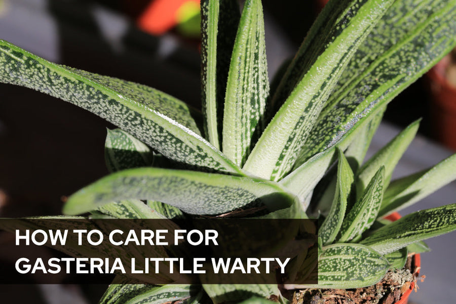 How to Care for Gasteria Little Warty
