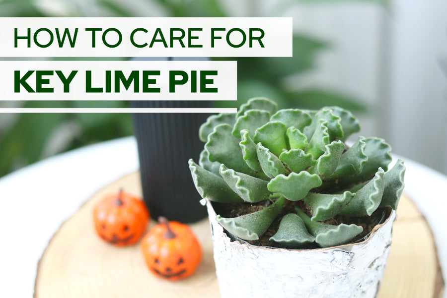 How to care for Key Lime Pie