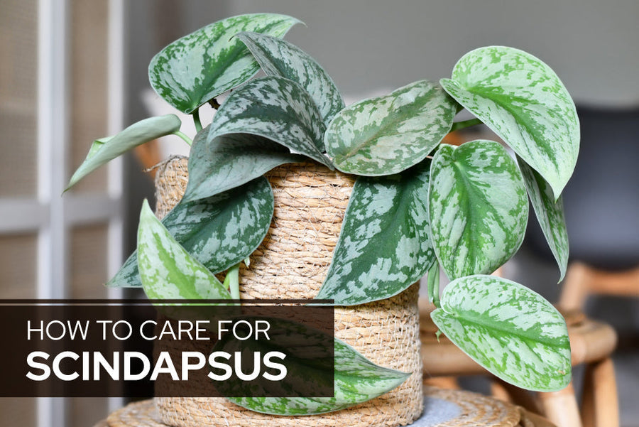 How to Care for Scindapsus
