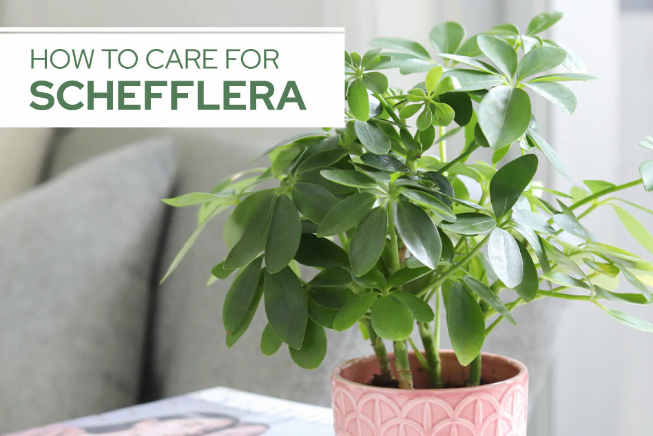 How to Care for Schefflera