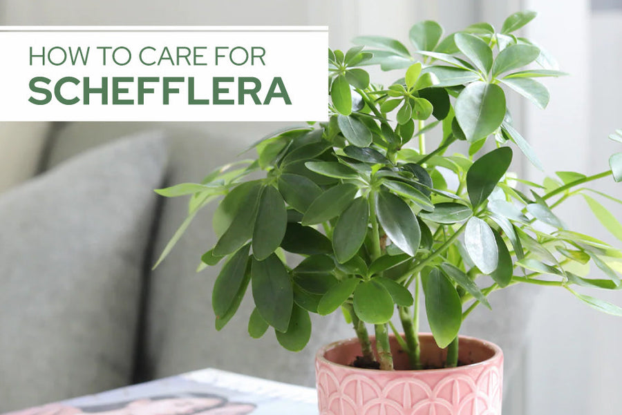 How to Care for Schefflera