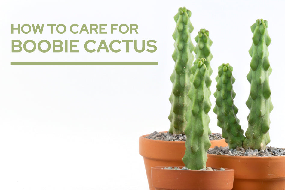 How to Care for Boobie Cactus