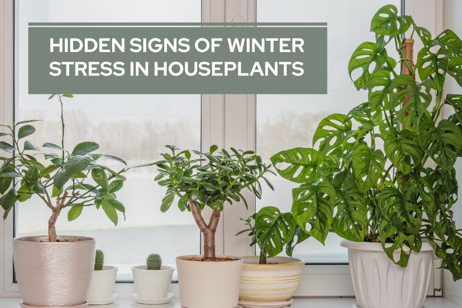 Hidden Signs Of Winter Stress In Houseplants