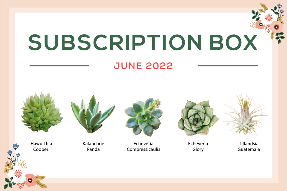 JUNE 2022 SUCCULENT SUBSCRIPTION BOX CARE GUIDE