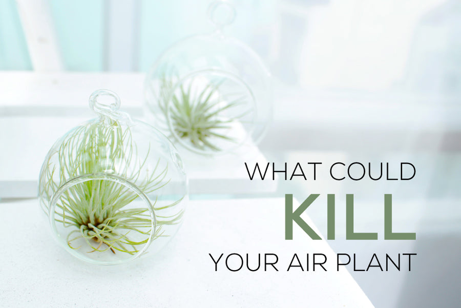 What could kill your air plant, How to care for Tillandsia air plants, How to grow air plants