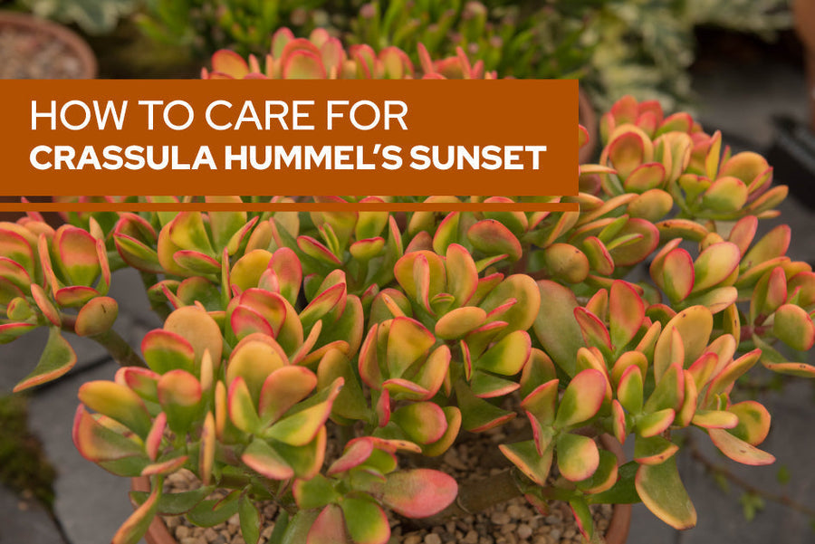 How to care for Crassula Hummel’s Sunset