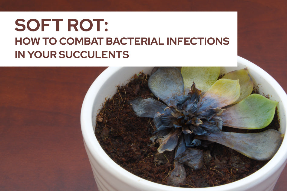 How to combat bacterial infections in your succulents