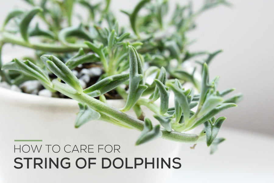 How to Grow and Care for String of Dolphins Plant - Succulents Box