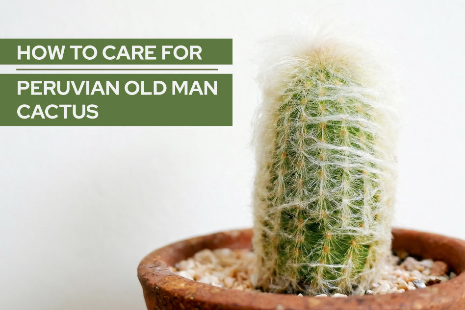 How to Care for Peruvian Old Man Cactus
