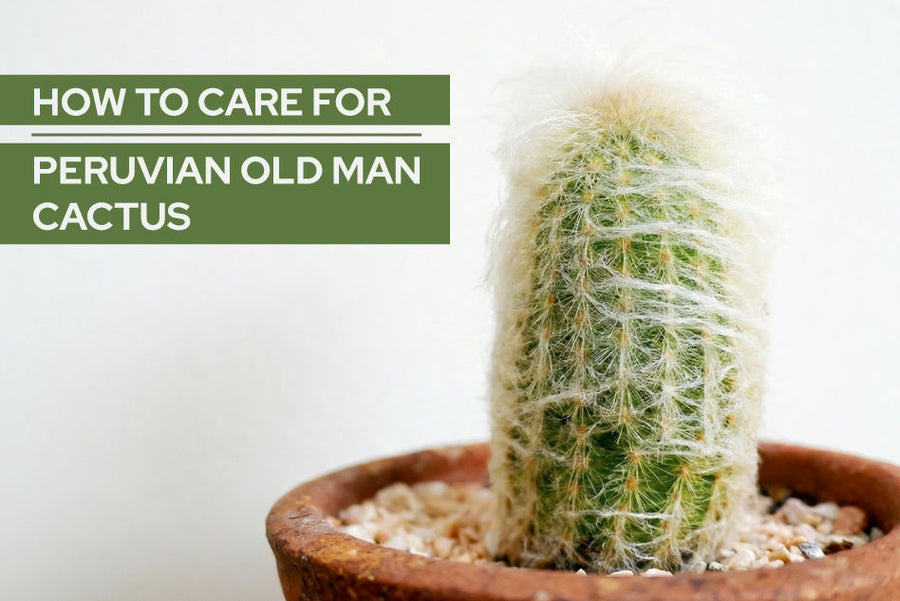 How to Care for Peruvian Old Man Cactus