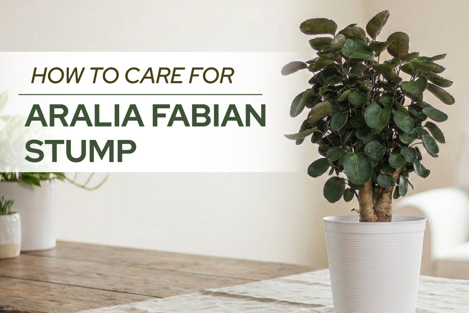How to Care for Aralia Fabian Stump