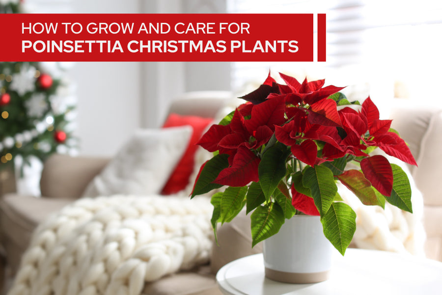 How to Grow and Care for Poinsettia Christmas Plants