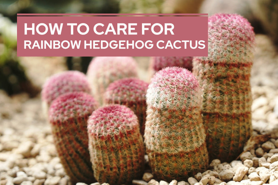 How to Care for Rainbow Hedgehog Cactus