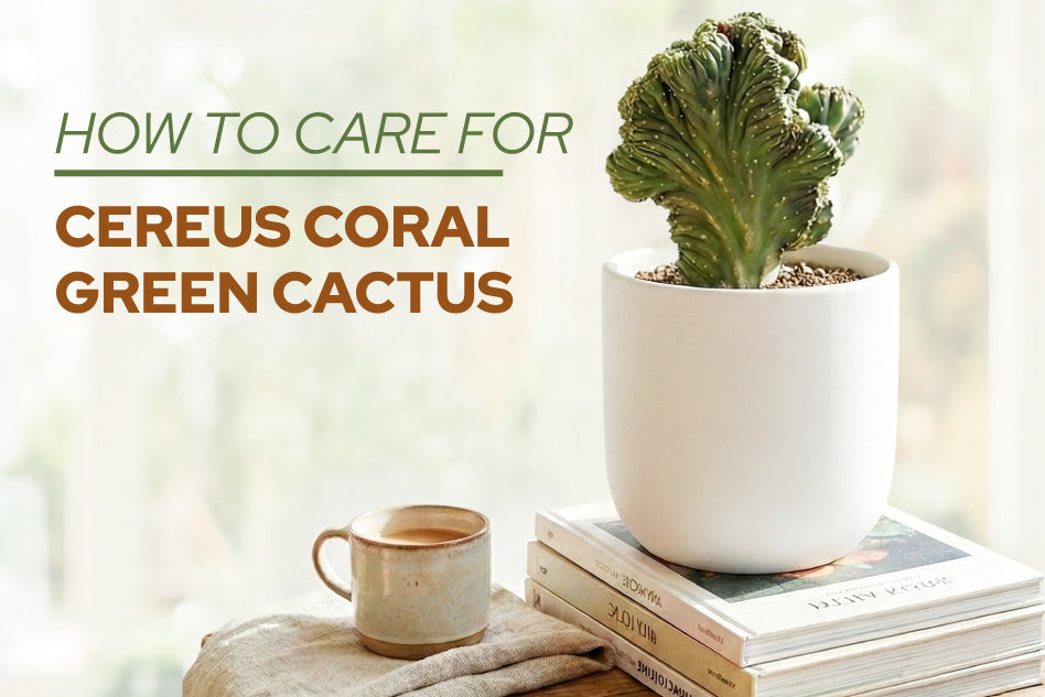 How to Care for Cereus Coral Green Cactus
