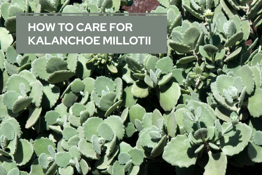 How to Care for Kalanchoe millotii