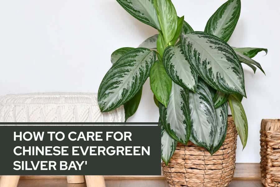 How to Care for Chinese Evergreen 'Silver Bay'