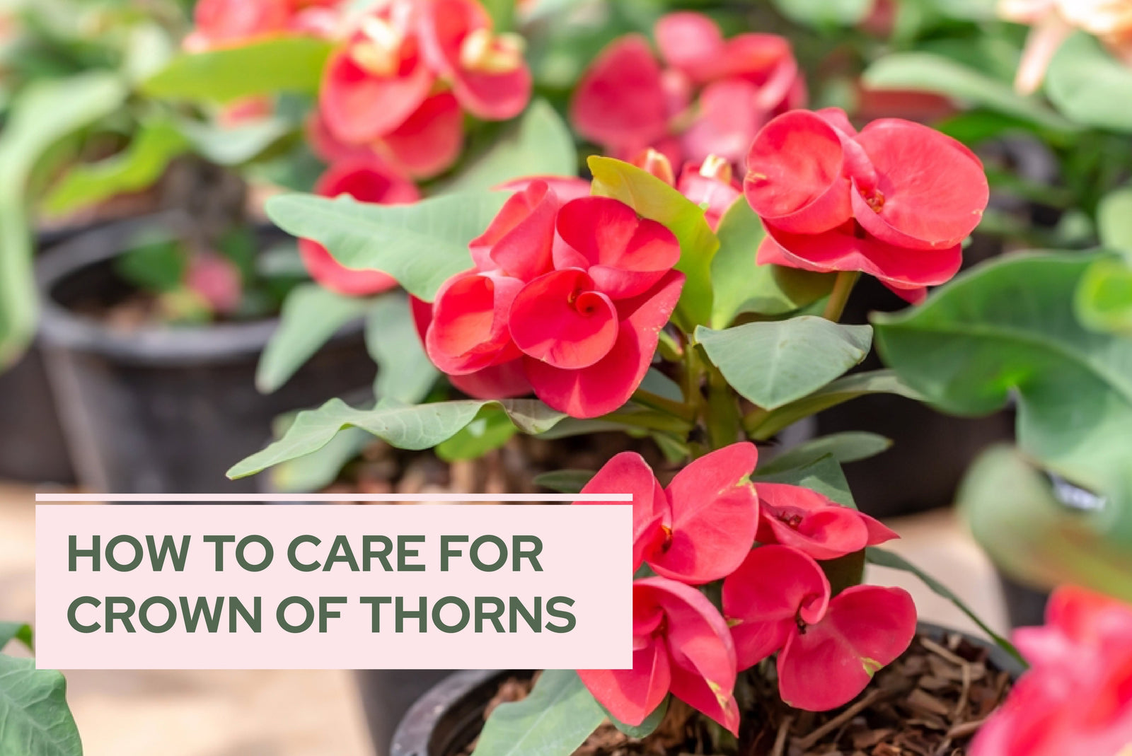 How to Care for Crown of Thorns