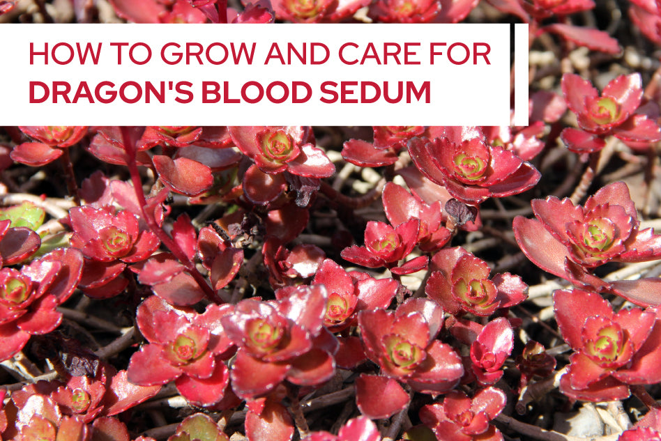 How to grow and care for Dragon's Blood Sedum