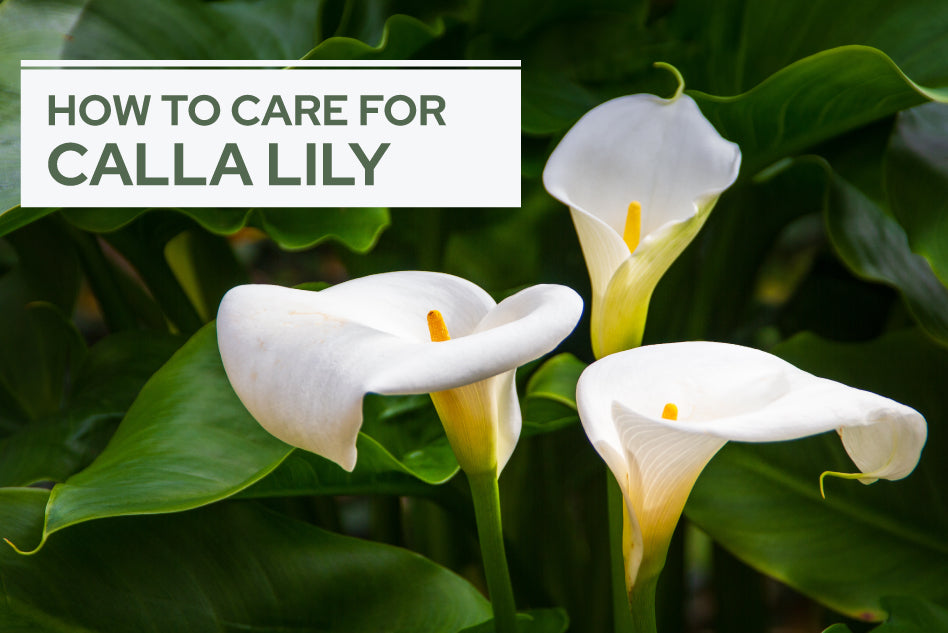 How to Care for Calla Lily - Succulents Box