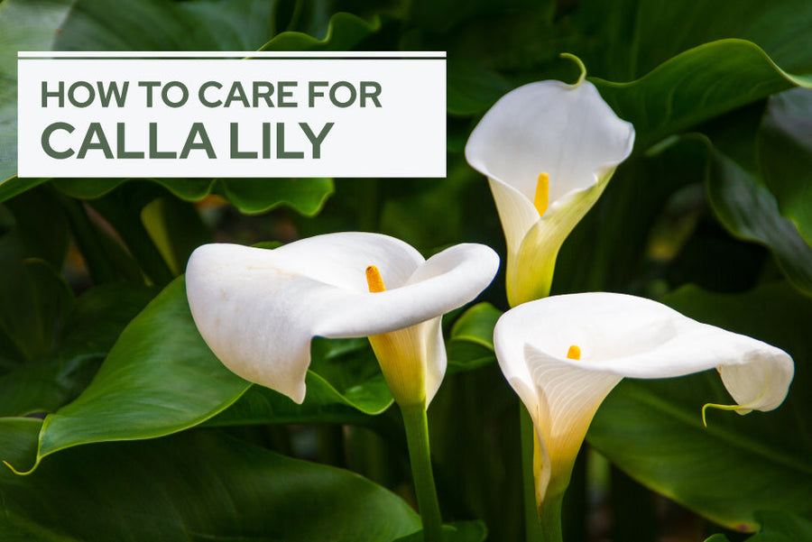 How to Care for Calla Lily