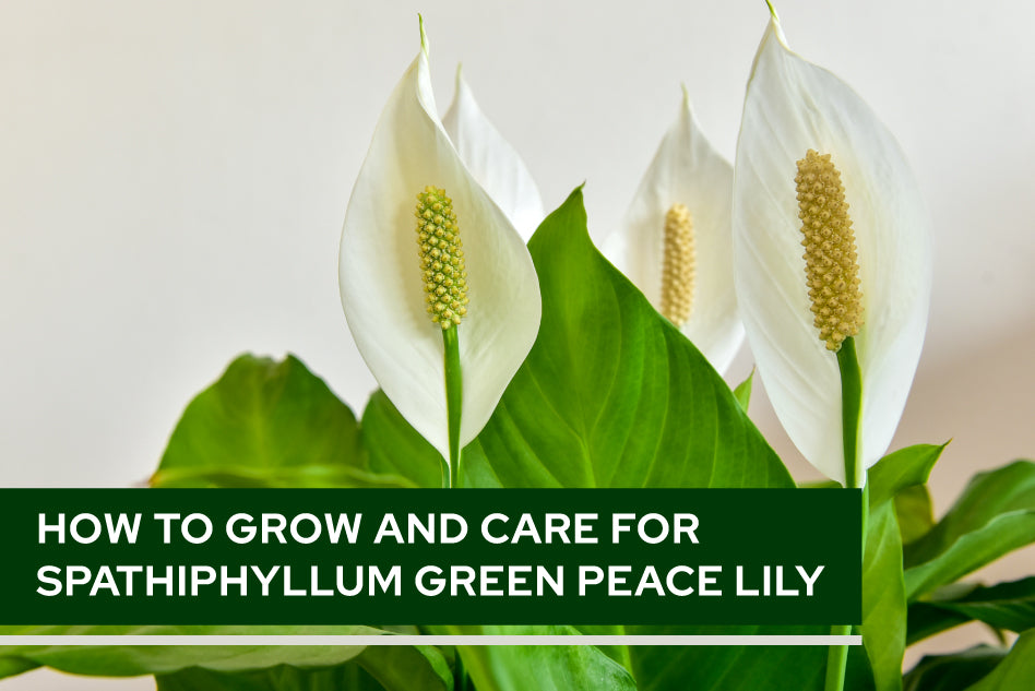 How to Grow and Care for Spathiphyllum Green Peace Lily