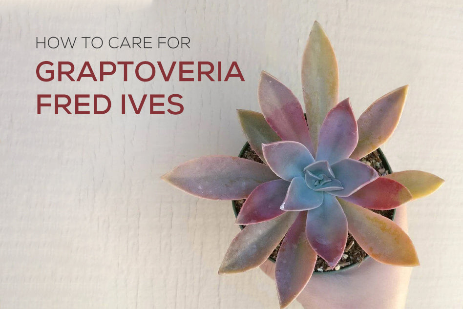 How to care for Graptoveria Fred Ives