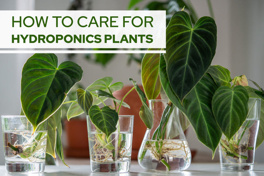 How to grow and care for hydroponics plants
