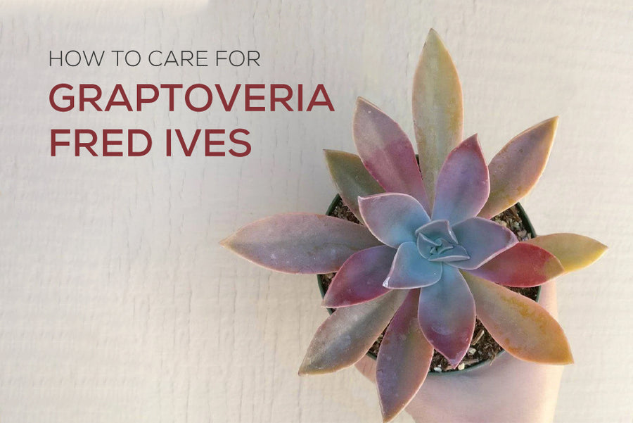 How to care for Graptoveria Fred Ives