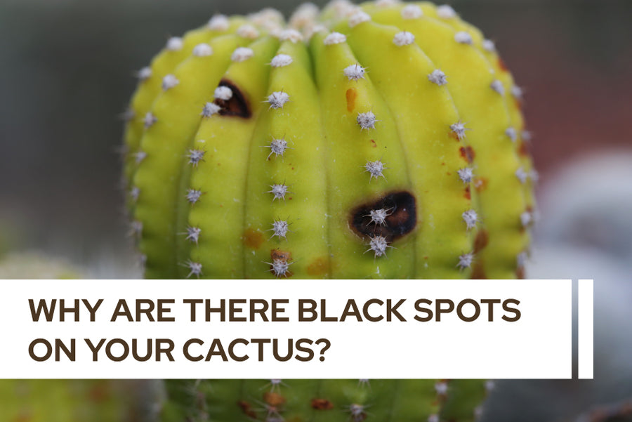 Why are there black spots on your cactus?