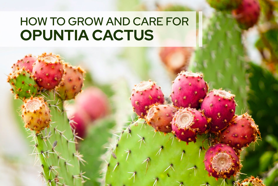 How To Care For Opuntia Cactus, Cactus Care Guide