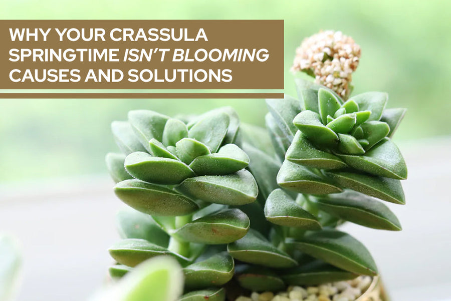 Why Your Crassula Springtime Isn’t Blooming: Causes and Solutions