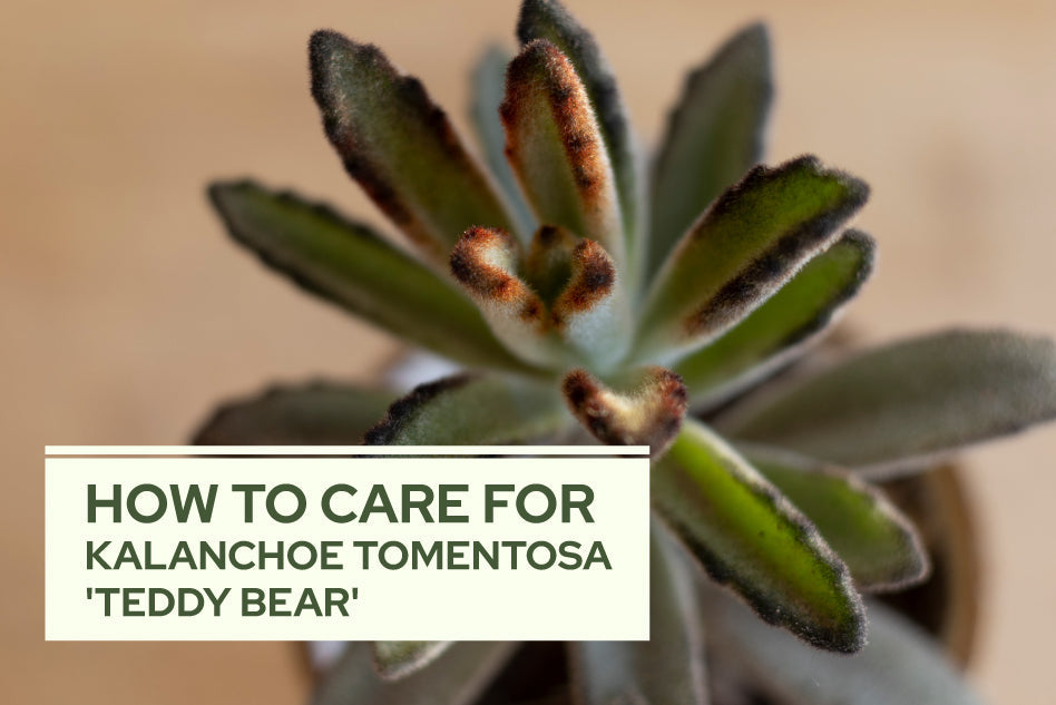 How to Care for Kalanchoe tomentosa 'Teddy Bear'