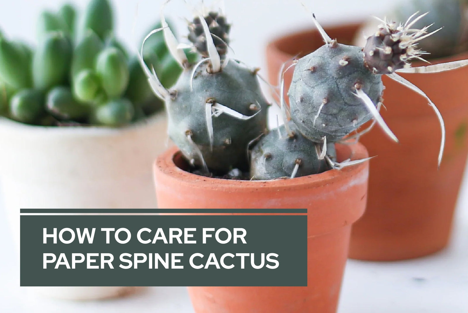 How to Care for Paper Spine Cactus