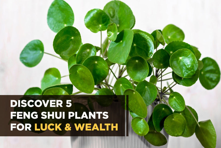 Discover 5 Feng Shui Plants for Luck & Wealth - Succulents Box