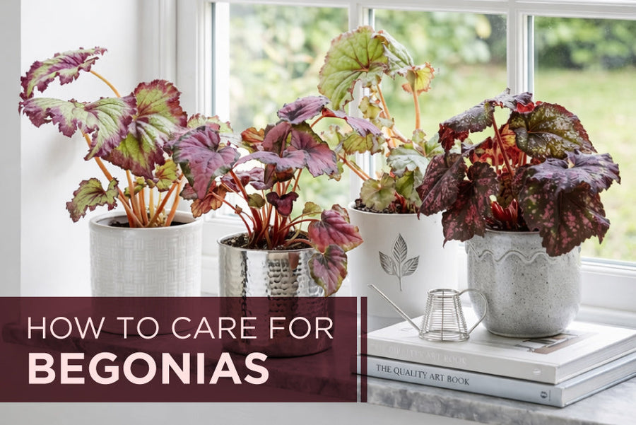 How to Care for Begonias