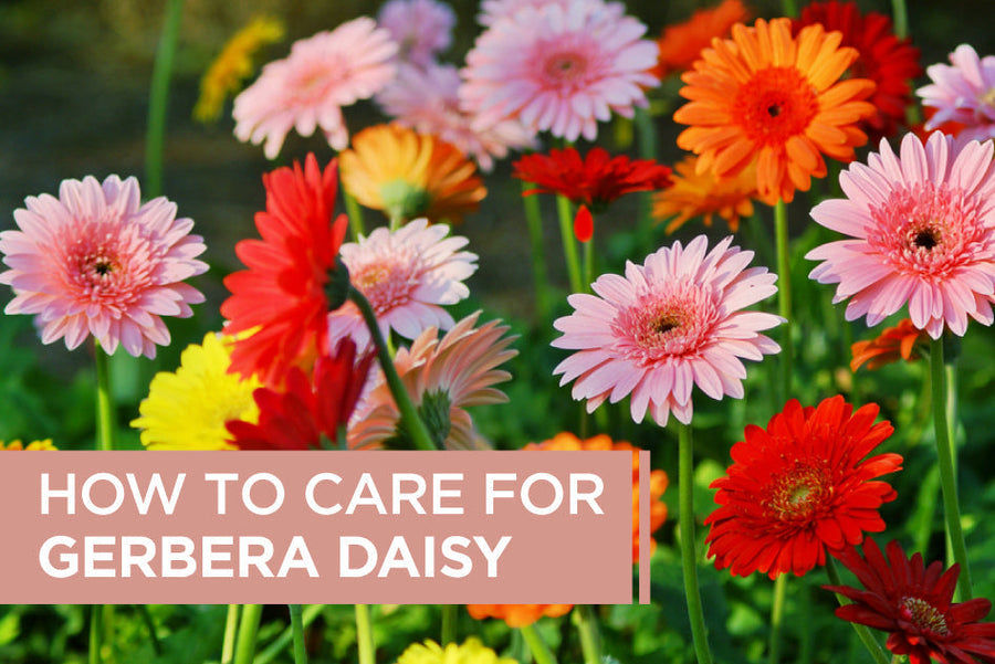 How to Care for Gerbera Daisy