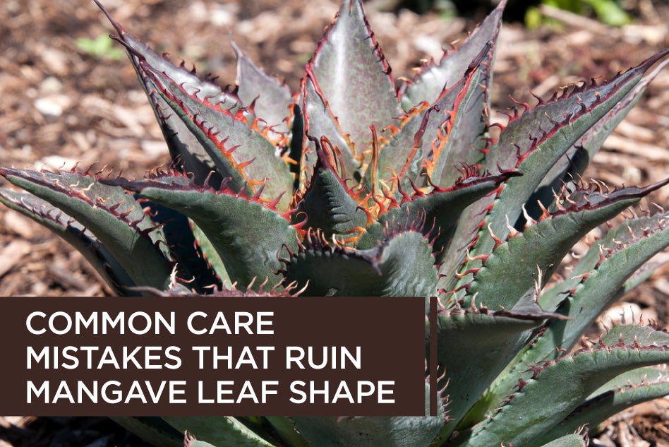 Common Care Mistakes That Ruin Mangave Leaf Shape