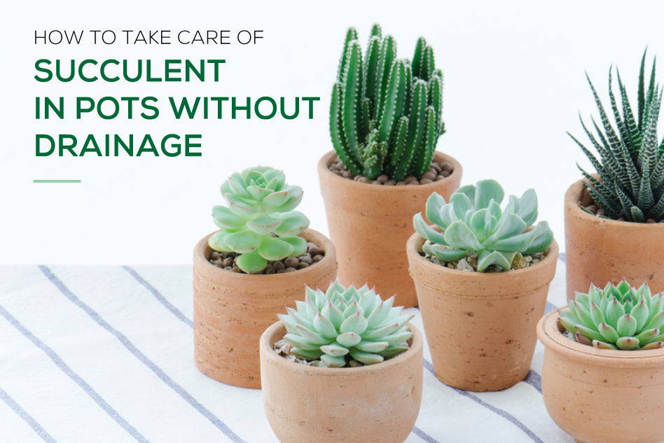 HOW TO GROW AND TAKE CARE OF SUCCULENTS IN A NO-DRAINAGE POT