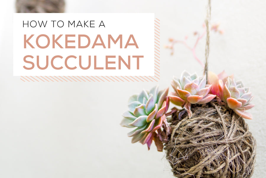 DIY a Simple Succulent Kokedama, How to make a kokedama succulents, How to make a succulent ball