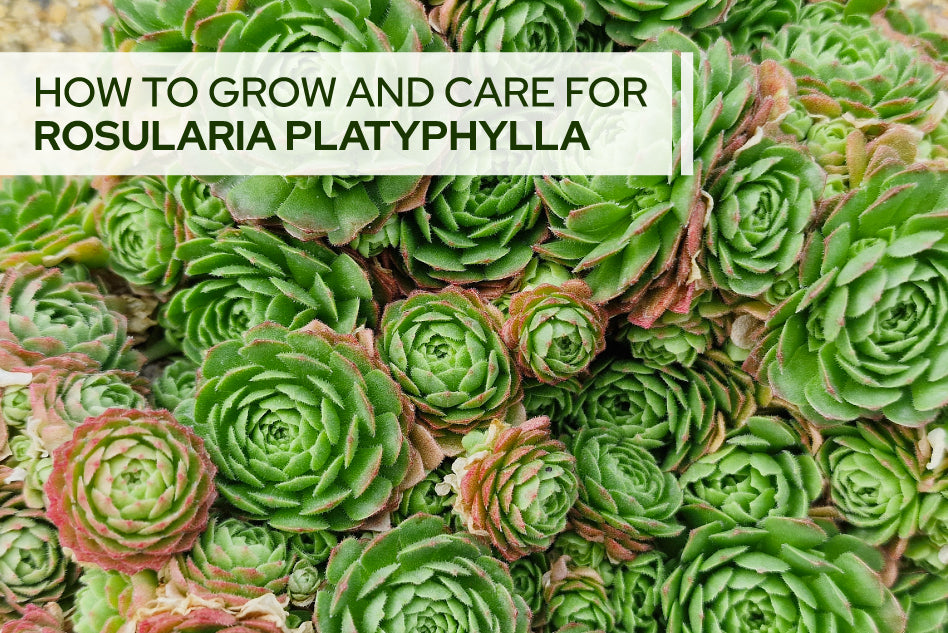 How to Grow and Care for Rosularia Platyphylla