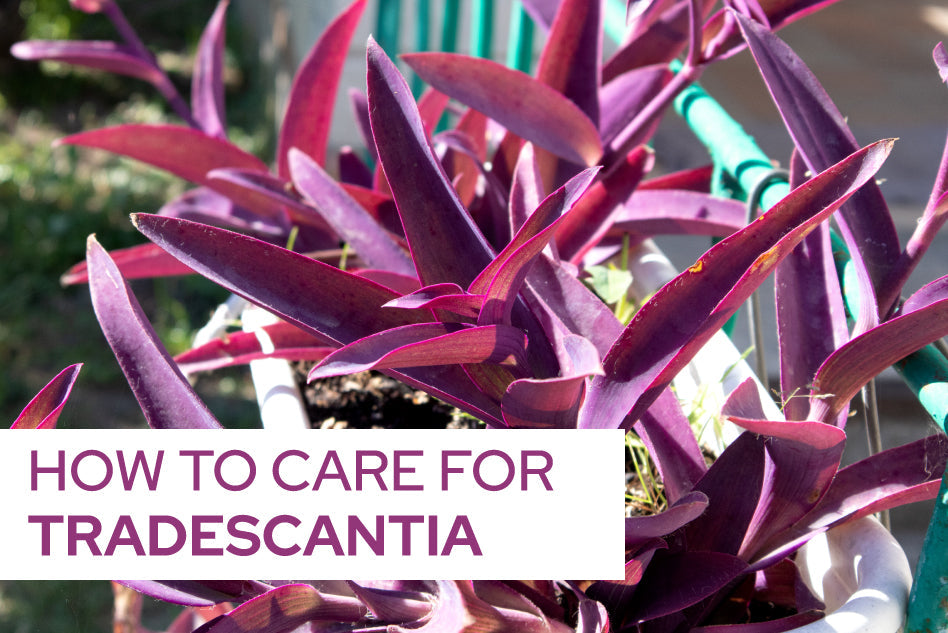 How to Care for Tradescantia, Wandering Jew, Zebra Plant