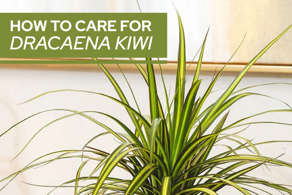 How to care for Dracaena Kiwi